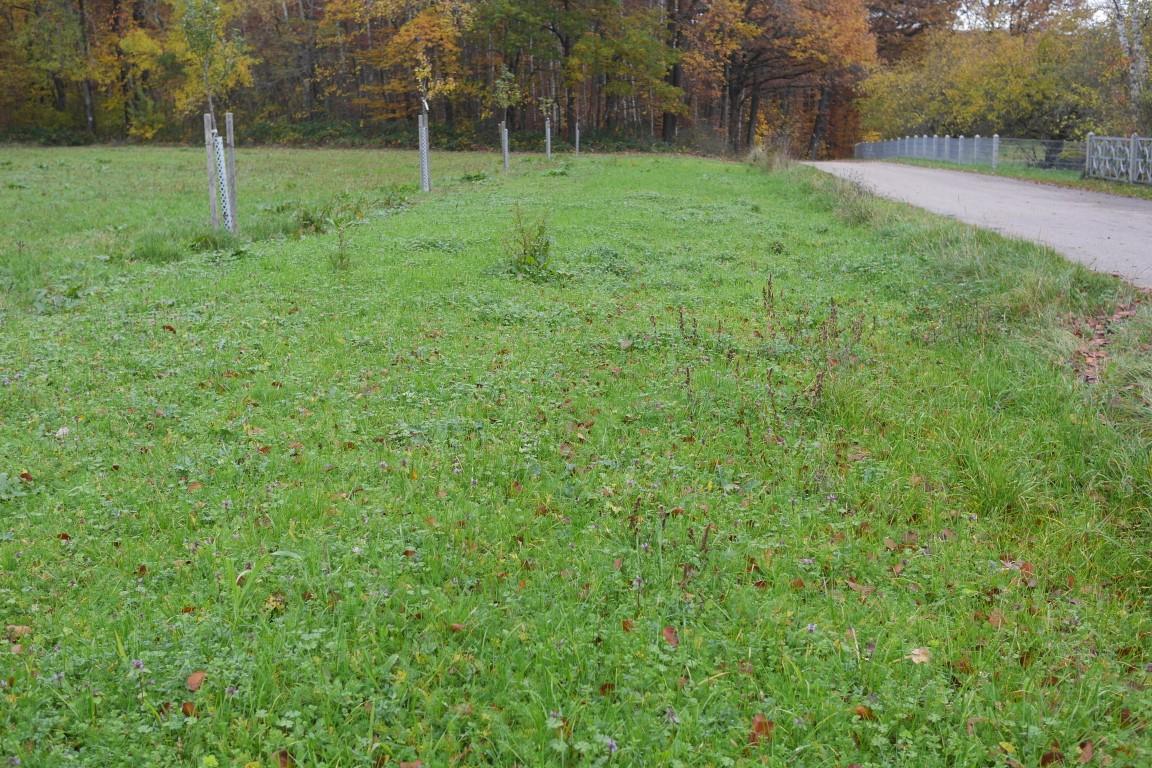 04.11.2020 (2) (Mittel).JPG