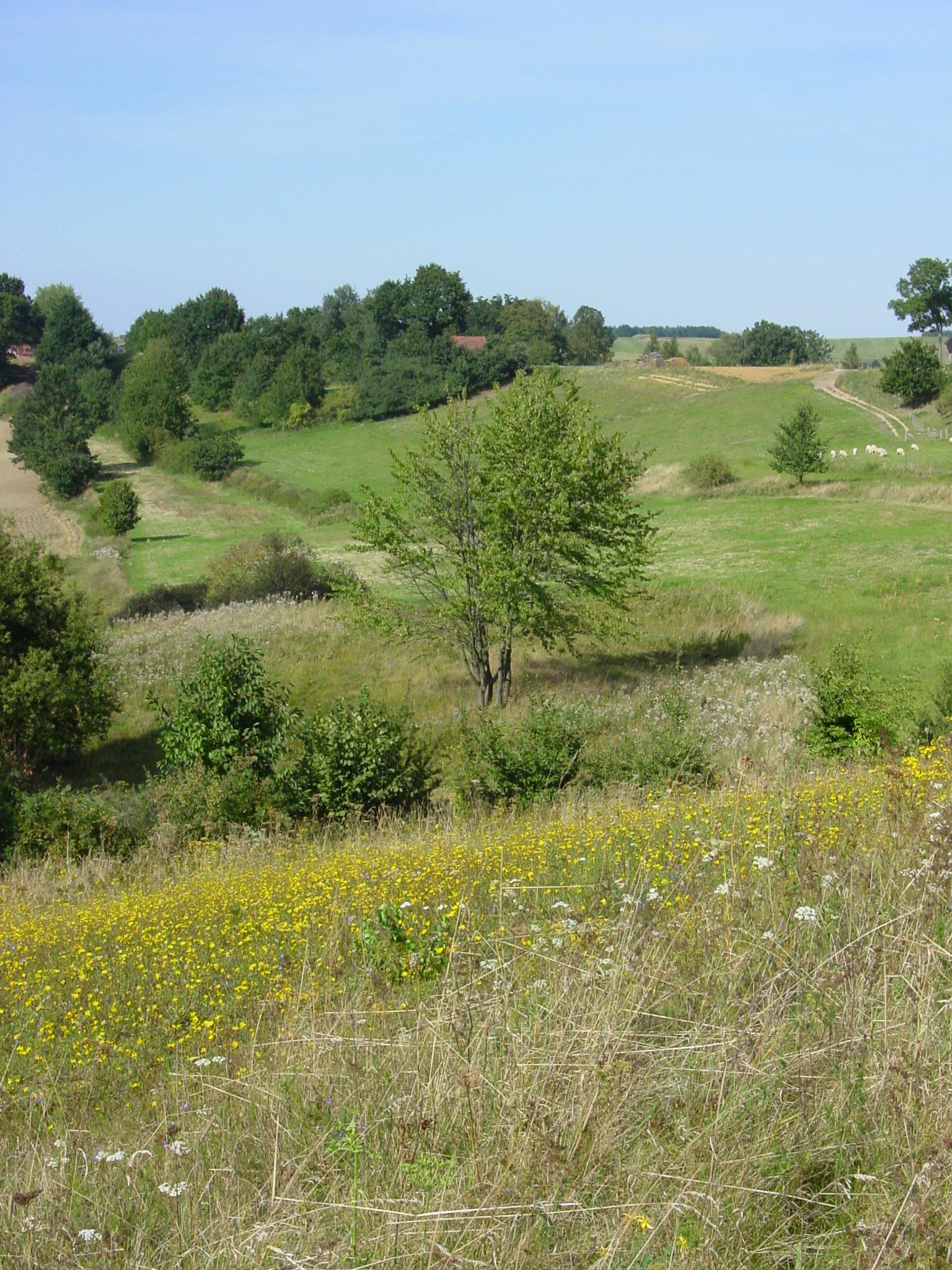 Landschaft bei Sandelzhausen.JPG