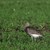Brachvogel_Georg Wietschorke.jpg Brachvogel_Georg Wietschorke.jpg