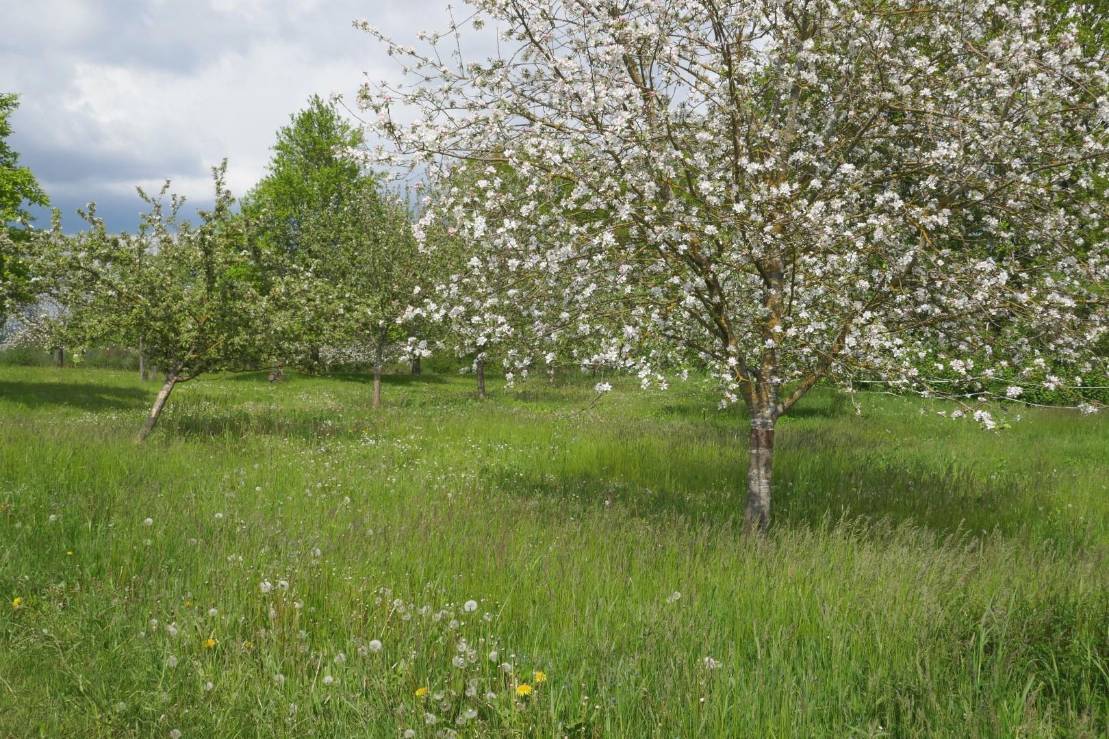 Streuobstwiesen sind nicht nur im Frühjahr ein Blickfang