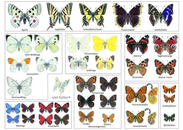 Vortragsabend: Vielfalt und Schmetterlinge
