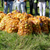 Äpfel.png Äpfel.png
