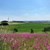 Pechnelken Landschaft Pechnelken Landschaft