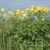 Trollius europaeus im Labertal Trollius europaeus im Labertal