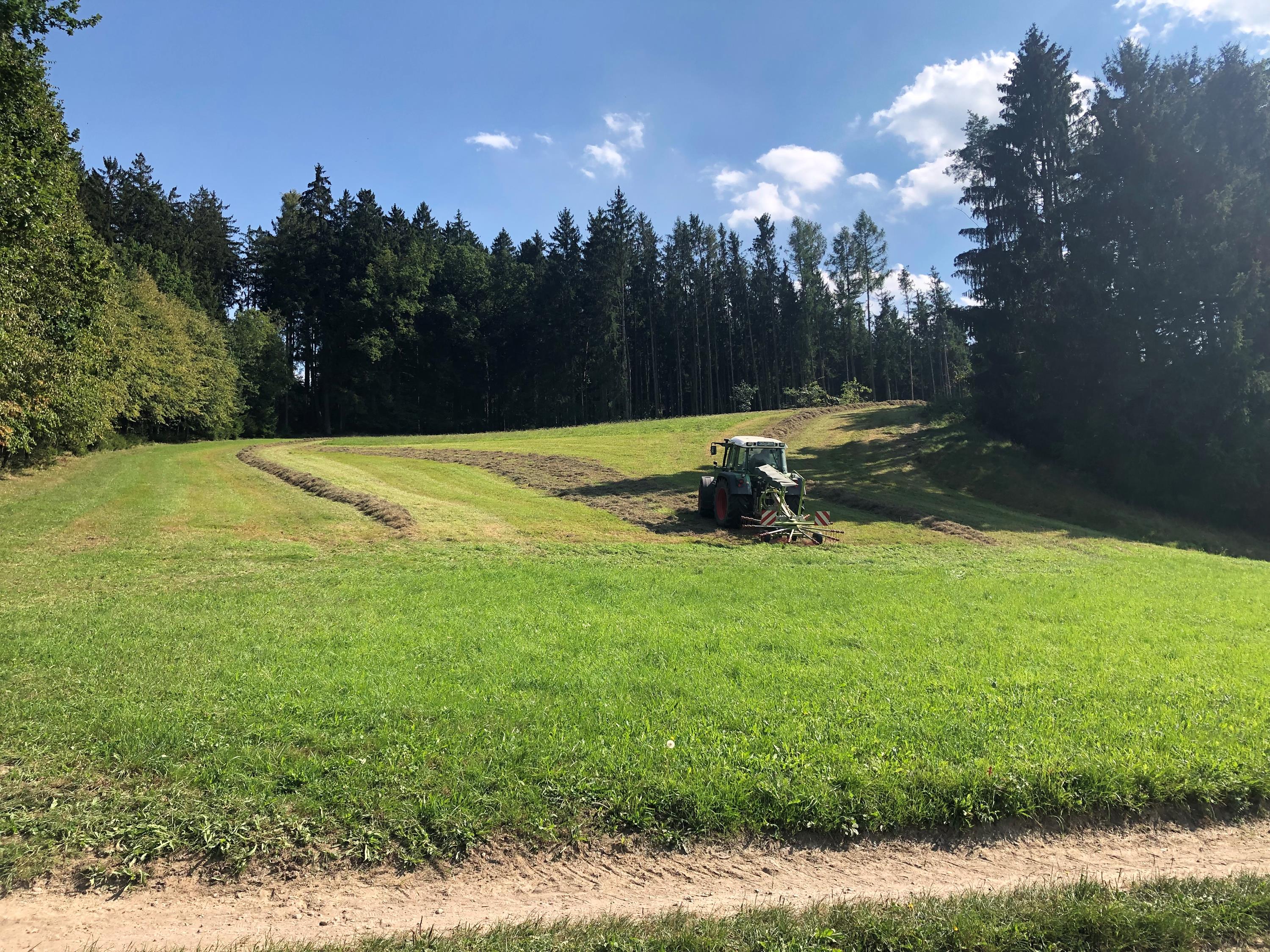 Zweiter Wiesenschnitt bei Sandelzhausen.JPG