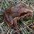 Springfrosch Springfrosch