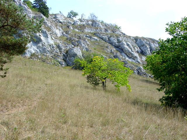 Felsdurchsetzter Magerrasen im Altmühltal