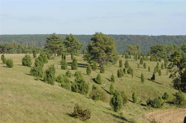 Wacholderheide bei Altmühlmünsterl