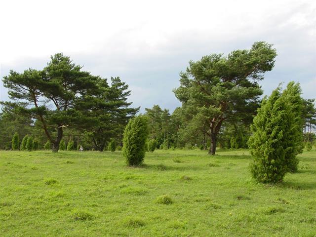 Weidelandschaft auf der Jura-Hochfläche