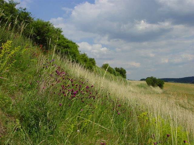 Artenreicher Magerranken bei Allmersdorf