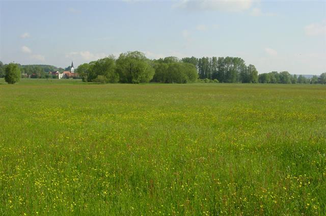 Feuchtwiesen im Naturschutzgebiet Niederleierndorf