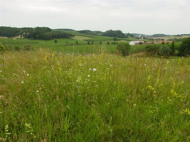 Magerwiese bei Landersdorf