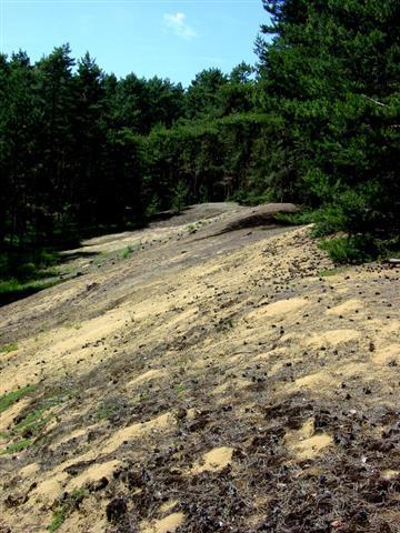 Sanddüne bei  Siegenburg