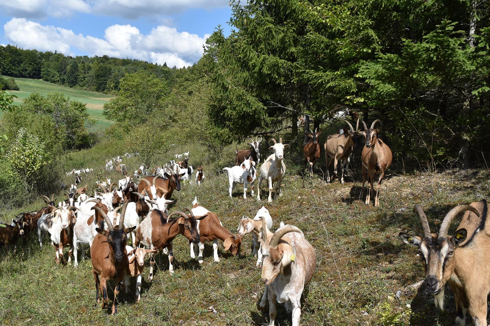 Ziege 1 (Groß).jpg