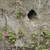 Bruthöhle Eisvogel.JPG Bruthöhle Eisvogel.JPG