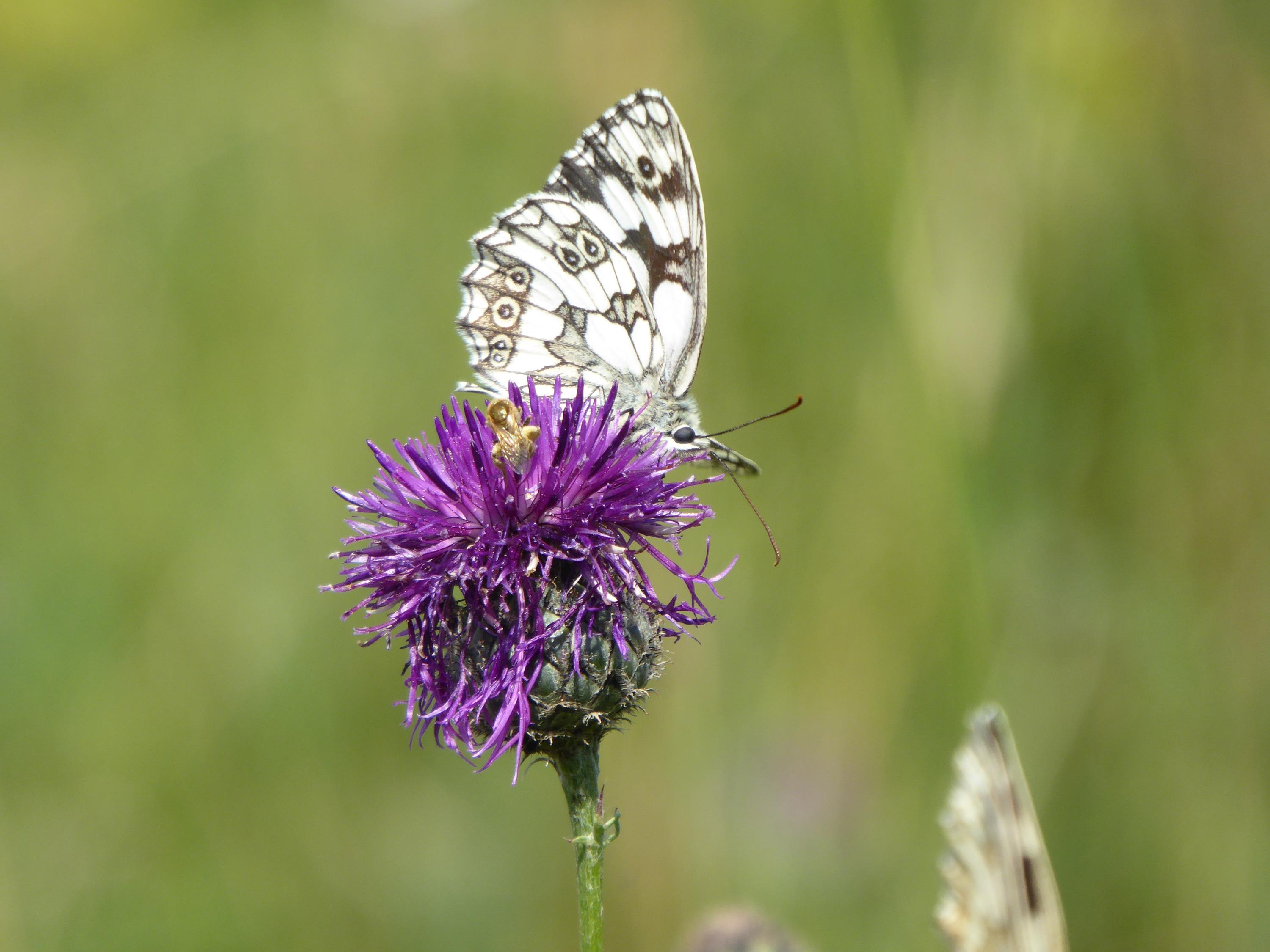 Schmetterlings- und Bienenweide.JPG