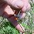 Eresus sandaliatus_Rote Röhrenspinne_VöF.JPG Eresus sandaliatus_Rote Röhrenspinne_VöF.JPG