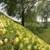 Echte Schlüsselblume, Terrassenhänge bei Pickenbach - Gemeinde Kirchdorf Echte Schlüsselblume, Terrassenhänge bei Pickenbach - Gemeinde Kirchdorf