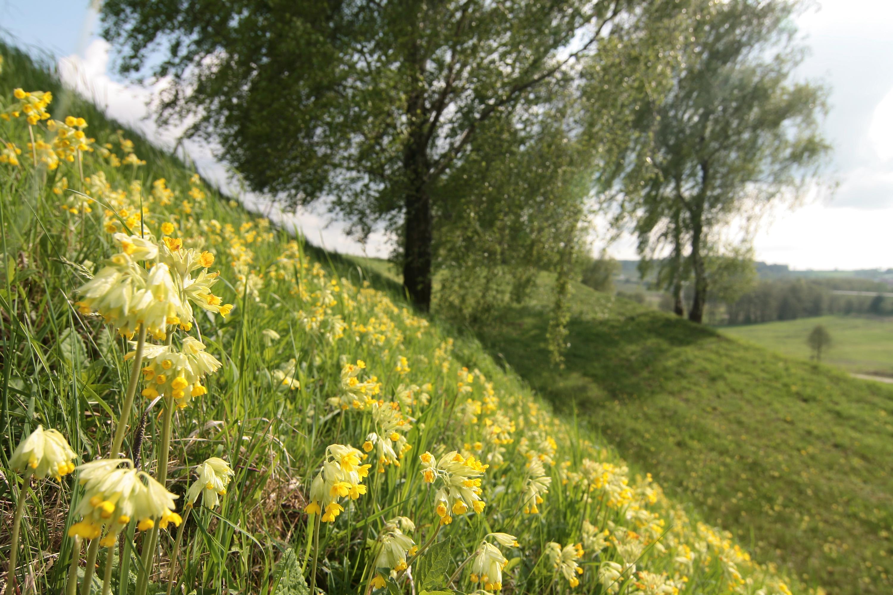 Echte Schlüsselblume, Terrassenhänge bei Pickenbach  - Gemeine Kirchdorf