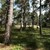 Sandkiefernwald.JPG Sandkiefernwald.JPG
