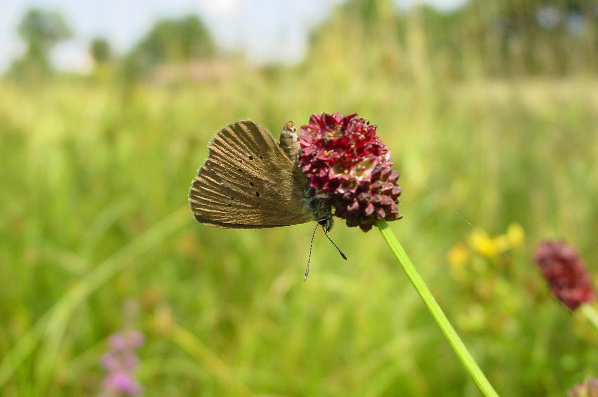 Dunkler Wiesenknopf_Ameisenbläuling.jpg