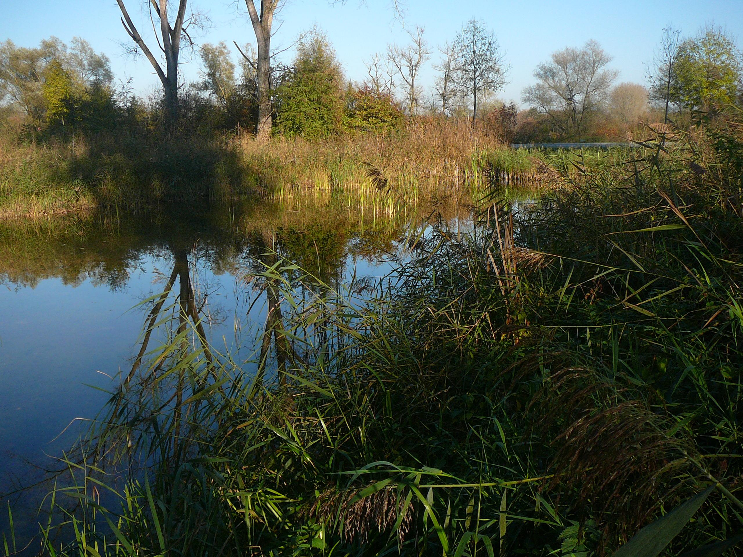 Donauaue bei Irnsing - Stadt Neustadt.JPG