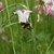 Akeleihummel.JPG Akeleihummel.JPG