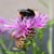 CentaureaHummel.JPG CentaureaHummel.JPG