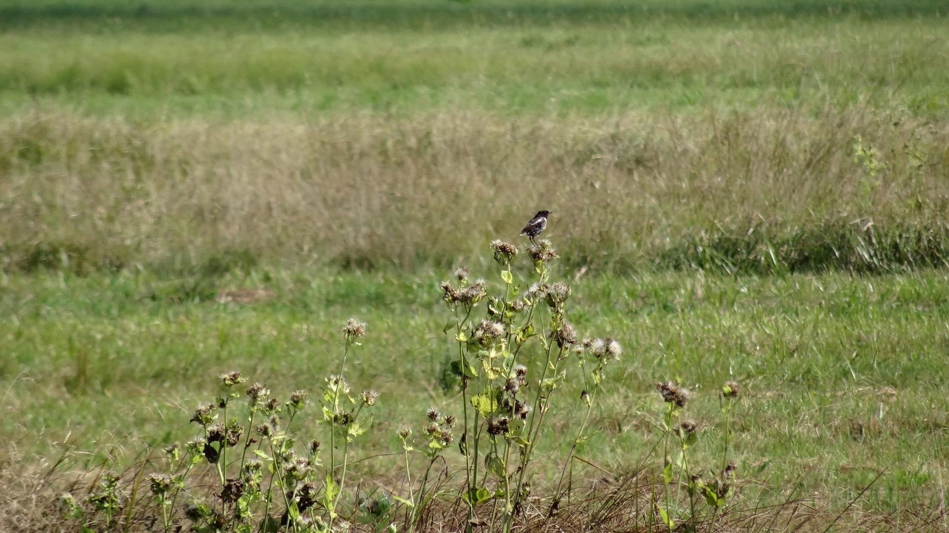 Schwarzkelchen Forstmoos 2016-1.JPG