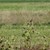Schwarzkelchen Forstmoos 2016-1.JPG Schwarzkelchen Forstmoos 2016-1.JPG
