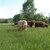 Rinderbeweidung_Forstmoos.JPG Rinderbeweidung_Forstmoos.JPG