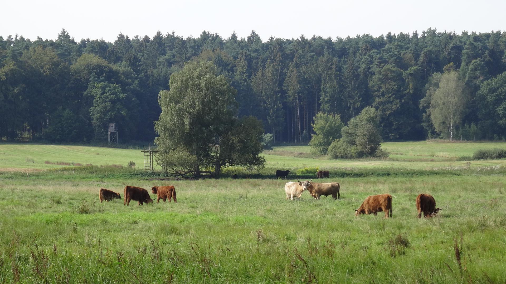 Rinderbeweidung_Forstmoos_weit.JPG