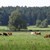 Rinderbeweidung_Forstmoos_weit.JPG Rinderbeweidung_Forstmoos_weit.JPG