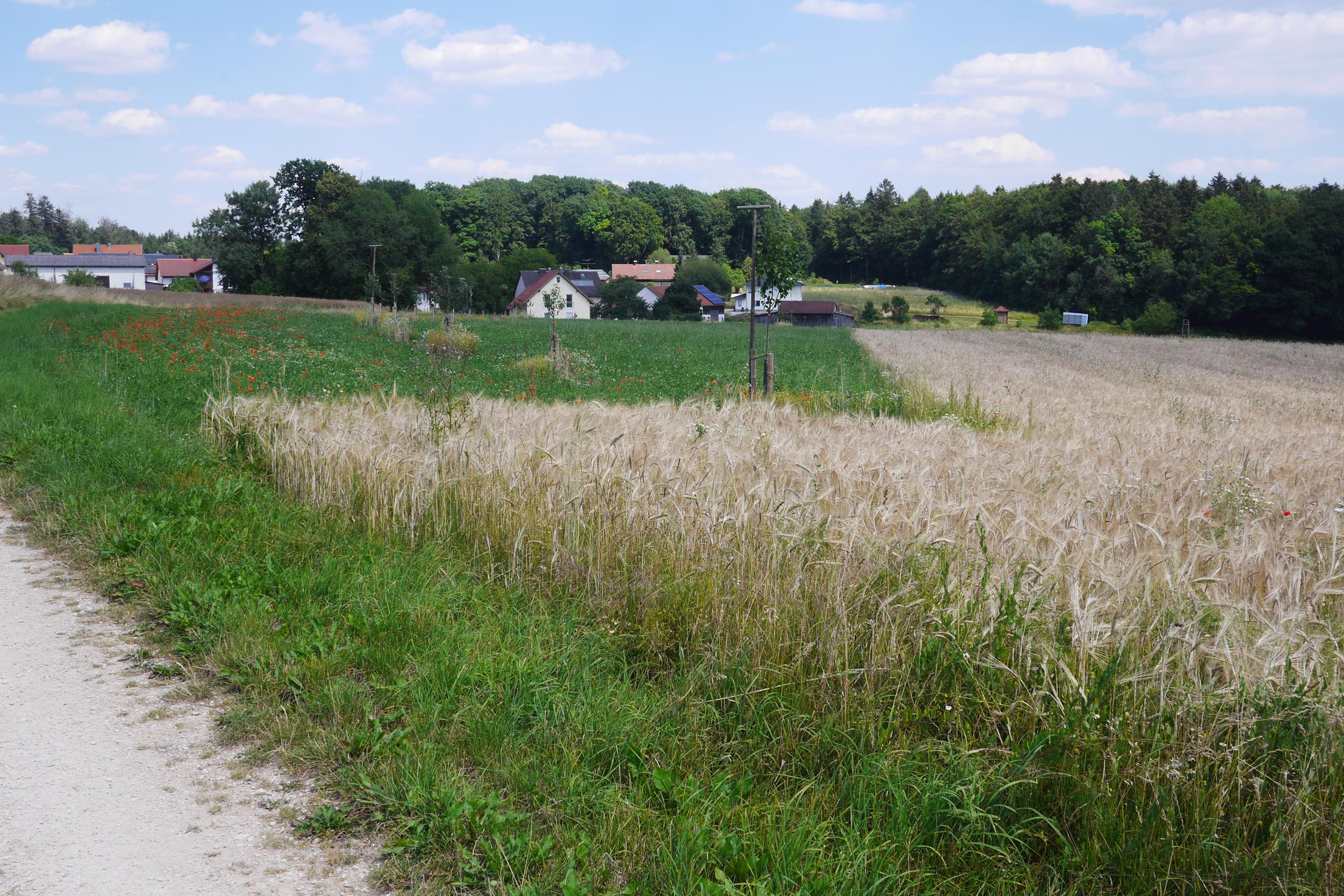 VordererstenMahd (2)Rothenbügl.JPG
