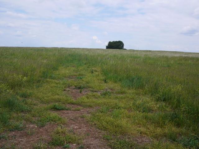 Leibl-Wiese (1) Mai.JPG